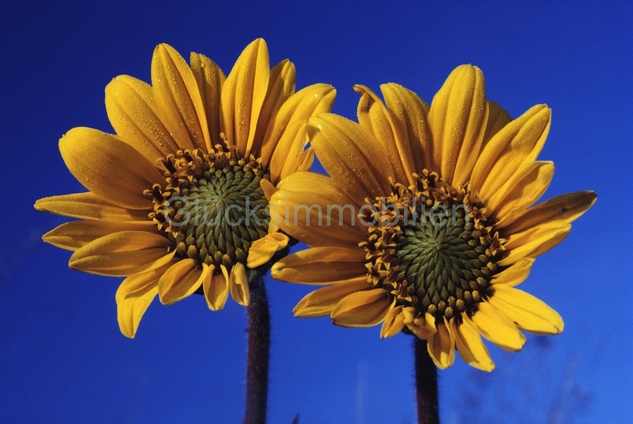 Top Gelegenheit - Baugrundstück(e) in Dannenwalde
