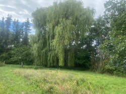 Trauerweide auf dem Grundstück Trauerweide auf dem Grundstück