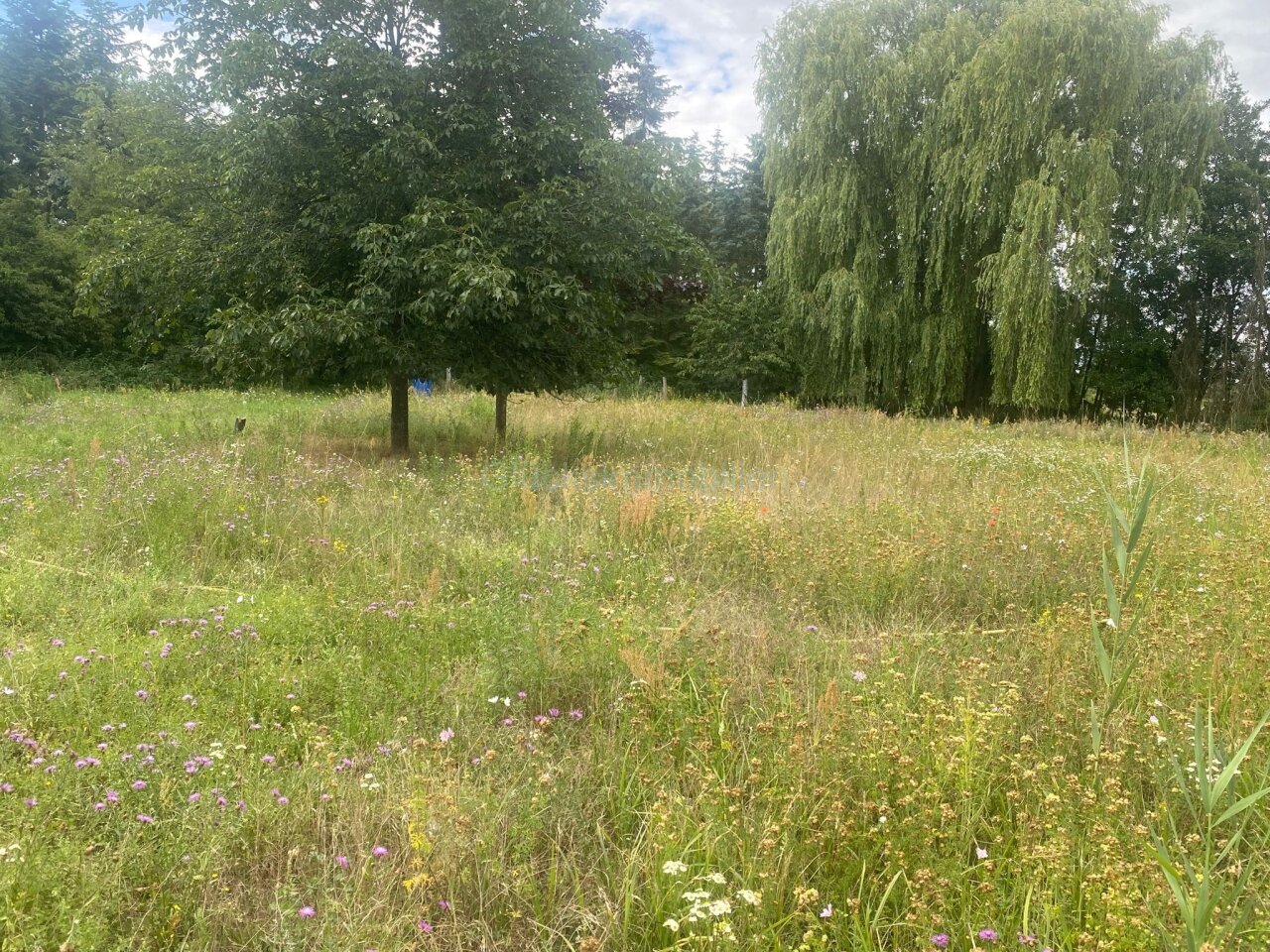 Wiese auf Grundstück Wiese auf Grundstück